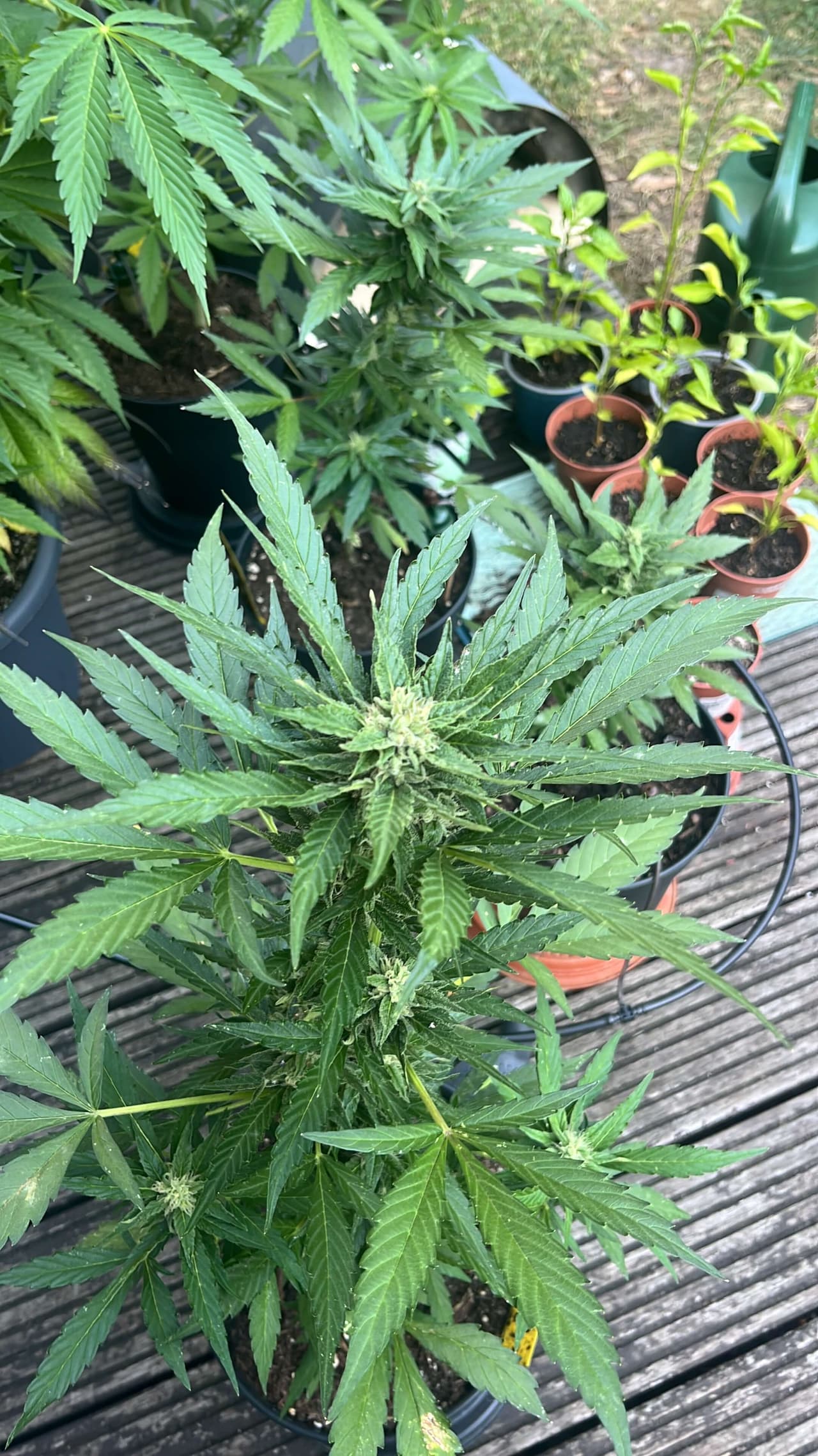 Heim-Grow auf der Terrasse mit mehreren Pflanzen und Anzuchttöpfen
