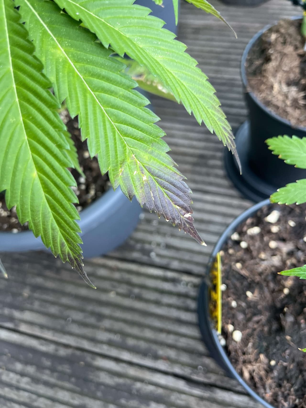 Blatt mit sichtbaren Mangelsymptomen – Grundlage für Nährstoff-Empfehlungen