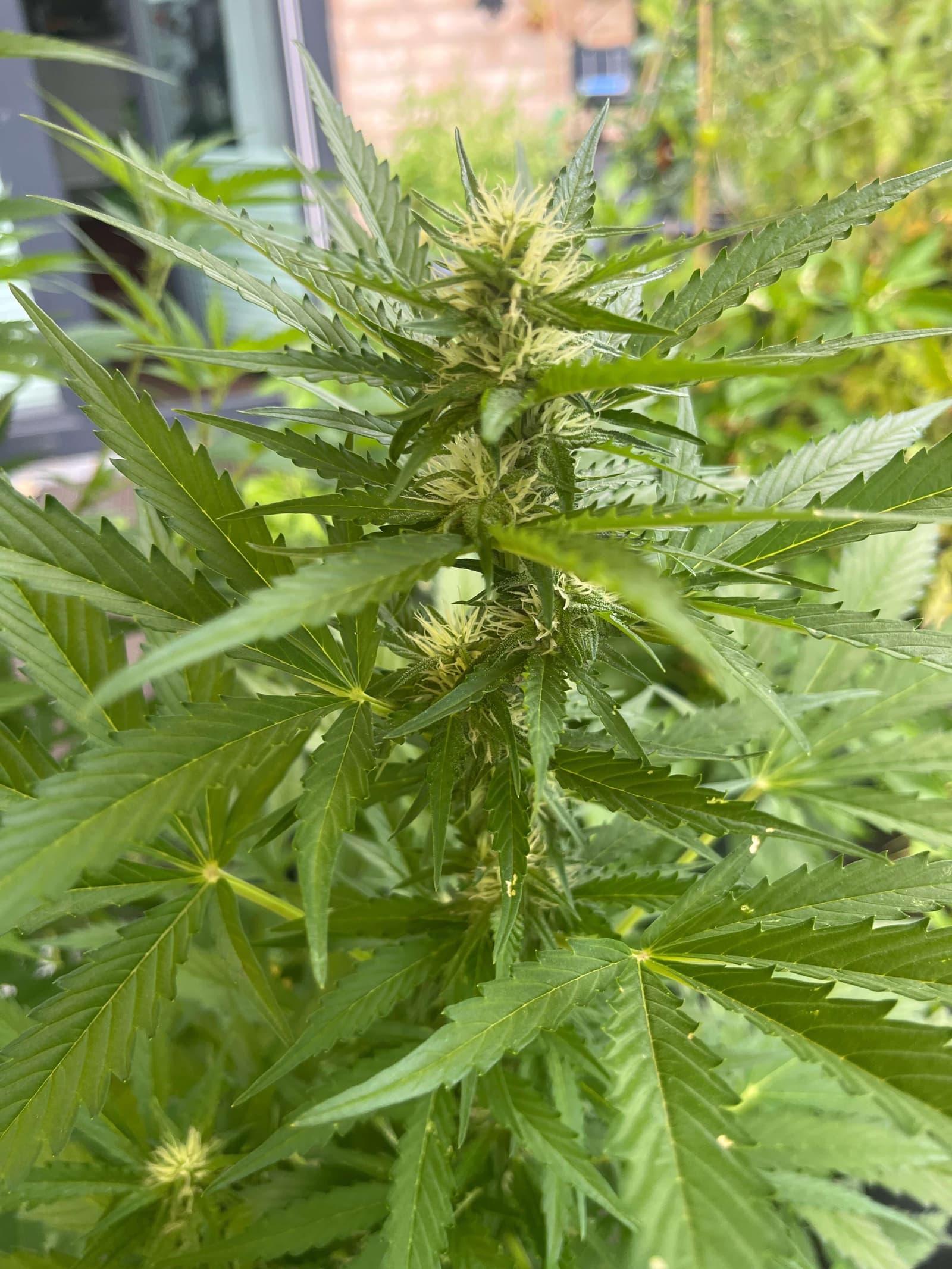 Blütenstand einer Cannabis-Pflanze in der frühen Blüte