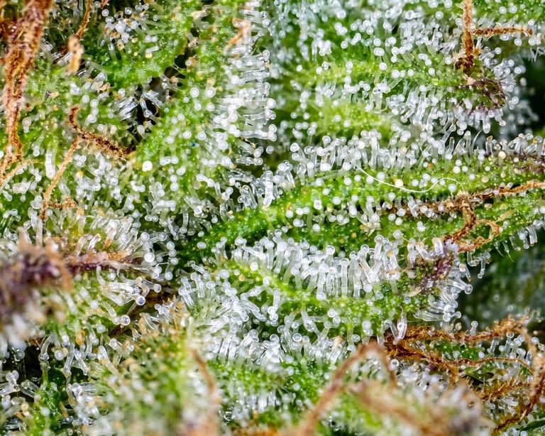 Makroaufnahme milchig-trüber Trichome einer Cannabisblüte